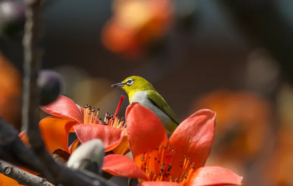 Flowers, tropics, branch, bird, white-eyed, Hon Cheong, blank eyes, cotton tree