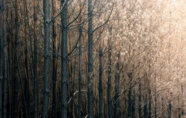 Forest, trees, nature