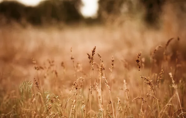 Picture field, grass, nature, spikelets, dry