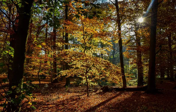 Autumn, leaves, trees, Park, Netherlands, the rays of the sun, Maurick Castle Park