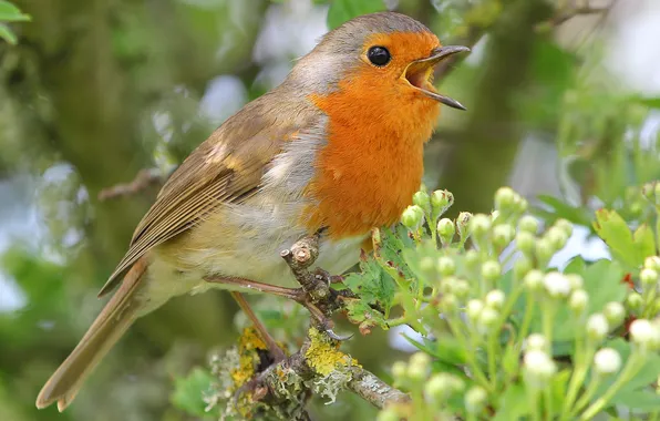 Leaves, branches, nature, bird