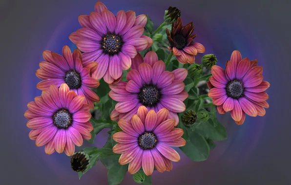Nature, bouquet, petals, Osteospermum