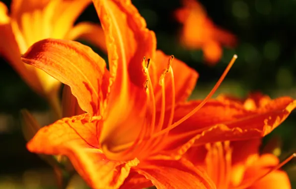 Picture macro, flowers, orange, background, widescreen, Wallpaper, wallpaper, form