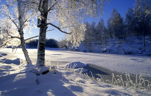 Picture winter, forest, the sun, snow, trees, river