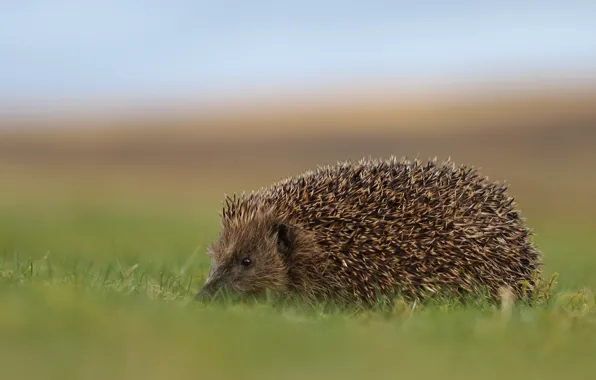 Grass, nature, background, hedgehog, walk, hedgehog, hedgehog, hedgehog
