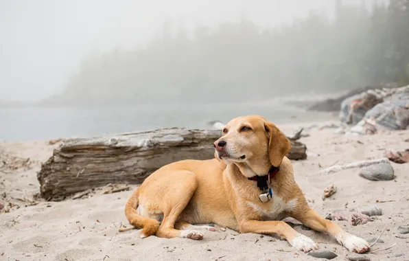 Picture nature, each, Foggy dog