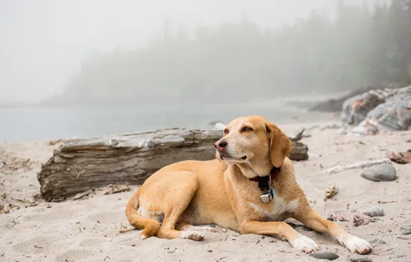 Nature, each, Foggy dog