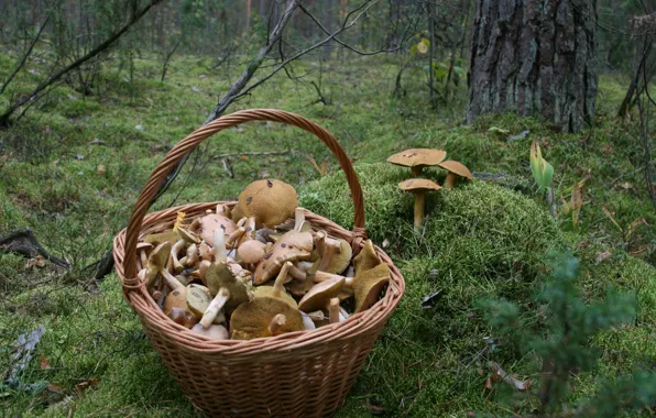 Autumn, forest, nature, background, Wallpaper, mushrooms, moss, walk