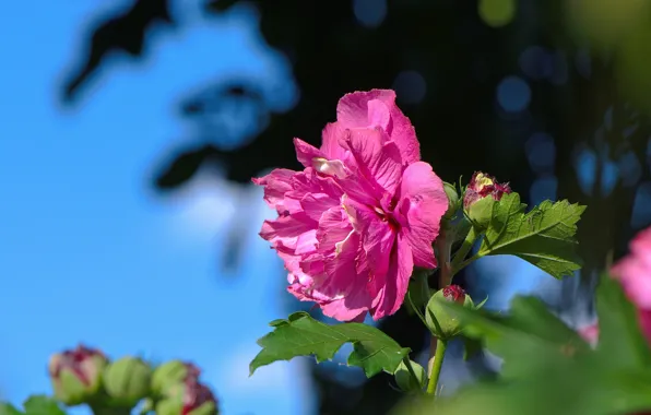 Leaves, light, pink, garden, buds, bokeh, blue sky, hibiscus