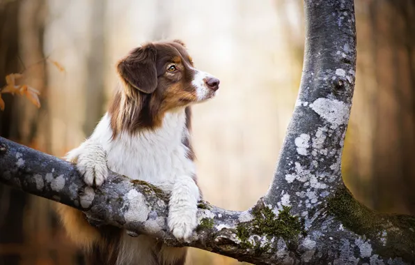 Tree, dog, red, Kaylee