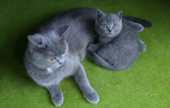 Cat, lies, kitty, green background, British
