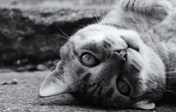 Cat, cat, look, muzzle, black and white, monochrome, Kote, cat