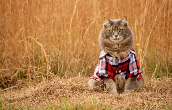 Field, cat, cat, look, shirt