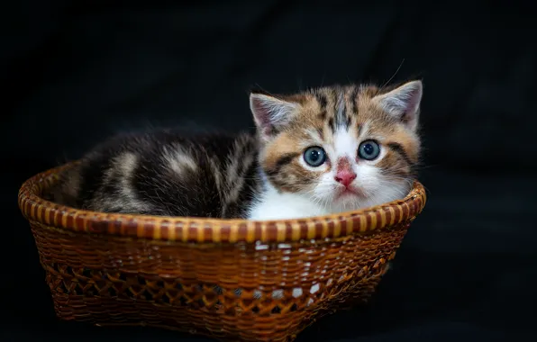 Look, baby, muzzle, kitty, basket, the dark background