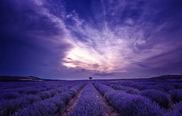 Picture field, clouds, morning, lavender