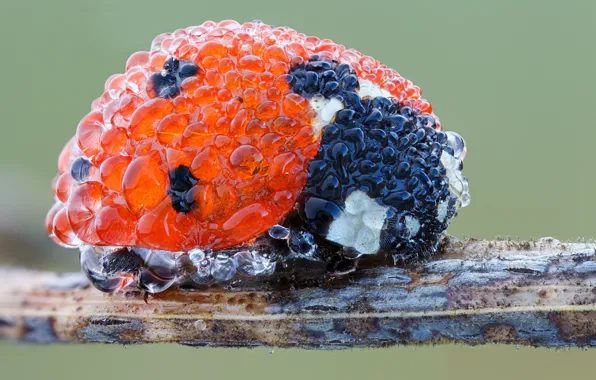 Drops, Rosa, ladybug, insect