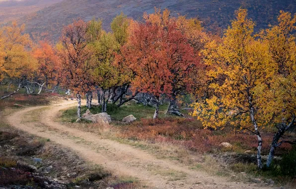 Road, autumn, forest, trees, stones, hills, the colors of autumn, colorful foliage