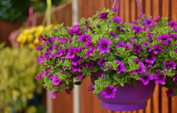 Purple, pot, Petunia