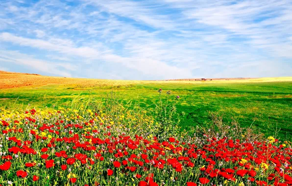 Picture NATURE, GRASS, HORIZON, The SKY, FIELD, CLOUDS, GREENS, FLOWERS