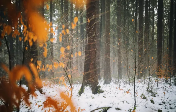 Winter, autumn, forest, leaves, snow, trees, late autumn