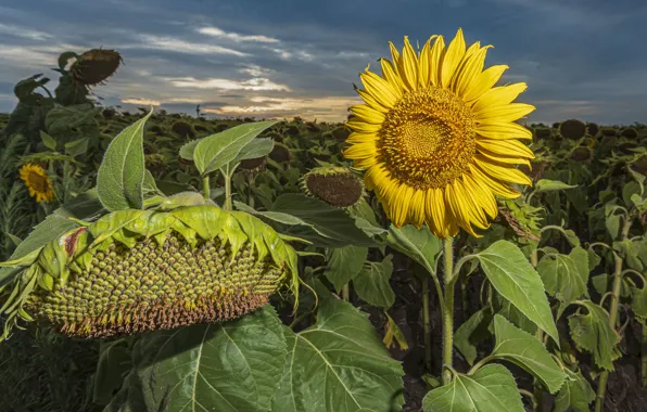 Picture field, sunflowers, sunset, nature, the evening