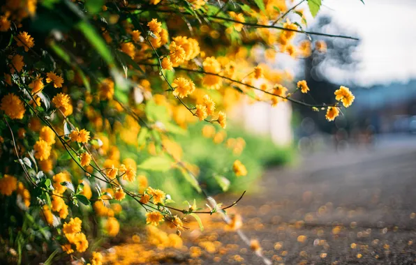 Flowers, nature, spring