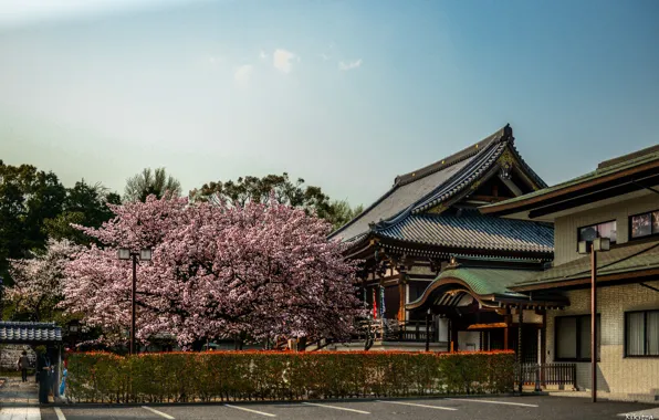 Picture Sakura, Japan, Japan, Architecture, Sakura, Nara, Nara, Architecture