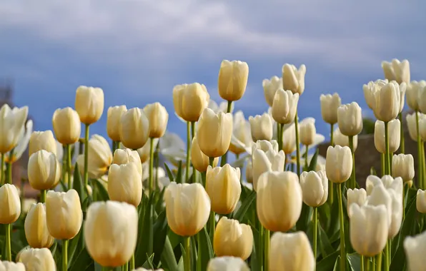Flowers, spring, tulips, white