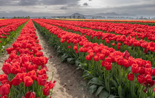 Field, the sky, flowers, mountains, clouds, hills, spring, dal