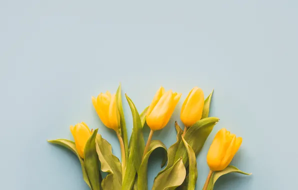 Flowers, yellow, bouquet, spring, tulips, fresh, yellow, flowers