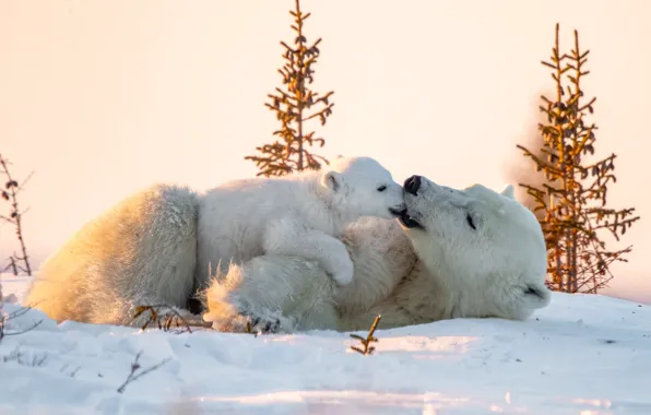 Picture winter, animals, snow, nature, predators, bear, cub, polar bears