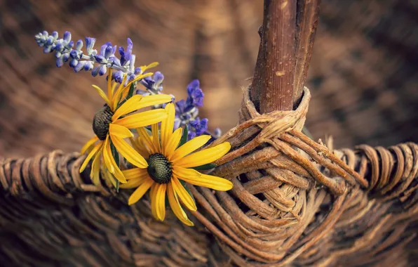Flowers, background, basket