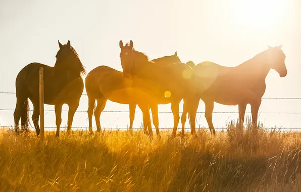 Picture light, nature, horses