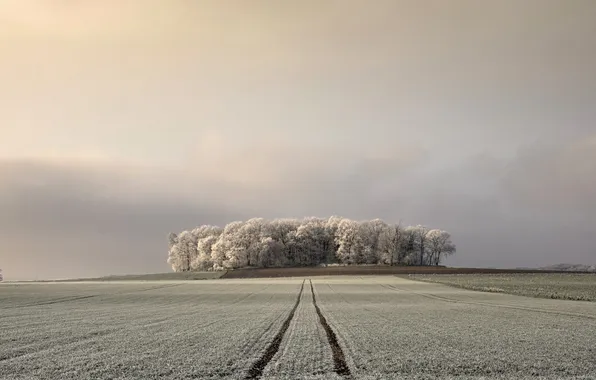 Field, the sky, trees
