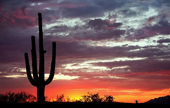 Picture sunset, nature, the evening, cacti, sunset, Saguaro National Park