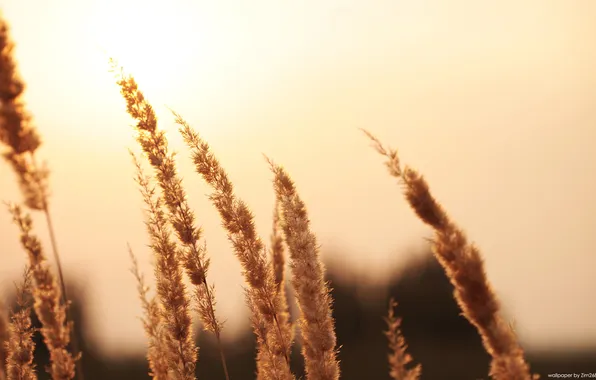 Picture sunset, spikelets, yellow sunset