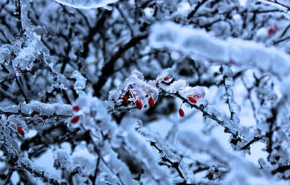 Ice, winter, berries