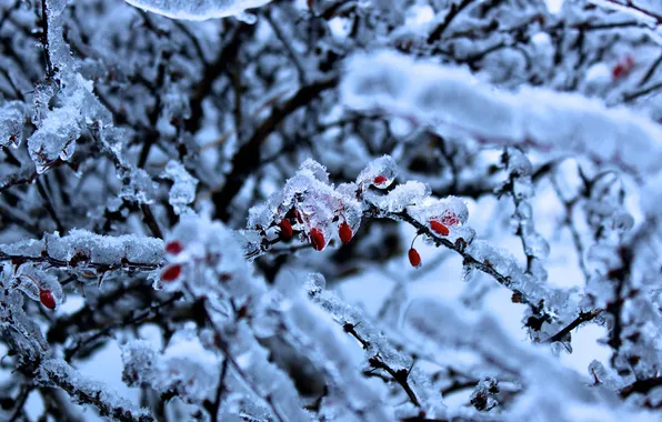 Winter, berries, ice