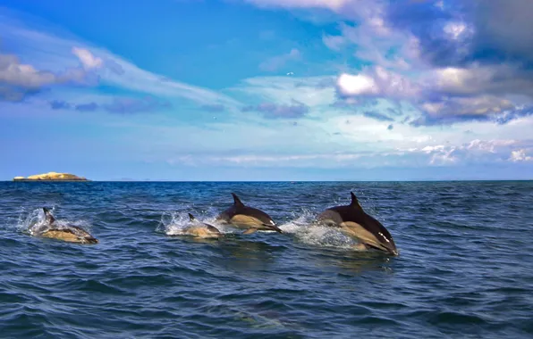 Picture sea, dolphins, mammal