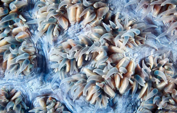 Macro, coral polyps, Supelco