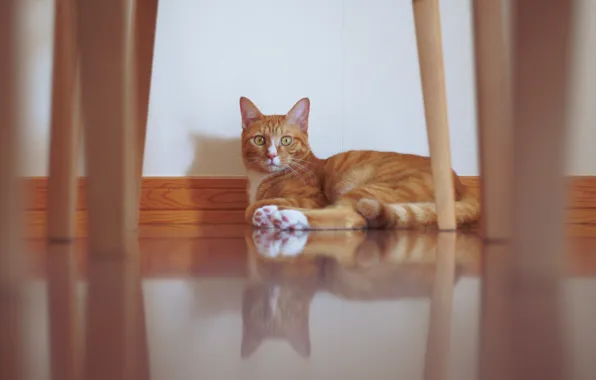 Cat, cat, look, room, wall, furniture, red, floor