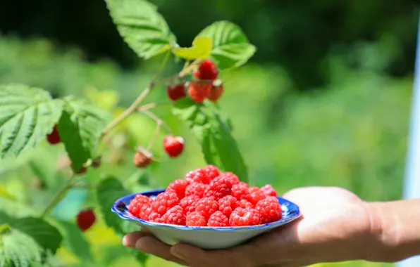 Raspberry, Raspberry, Raspberries