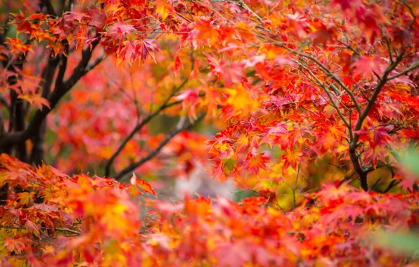 Autumn, leaves, tree, colorful, maple, autumn, leaves, maple