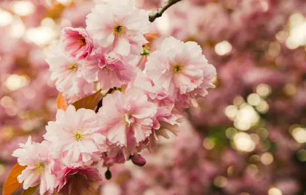 Leaves, macro, flowers, nature, branch, spring, Sakura, pink