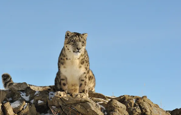 Picture cat, nature, stones, IRBIS, snow leopard