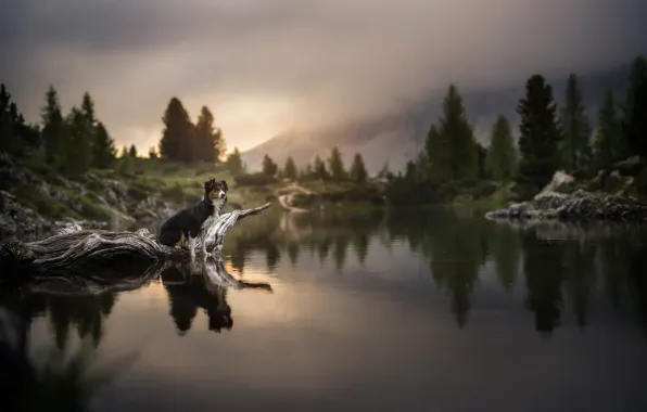 Forest, mountains, nature, pose, fog, reflection, shore, dog