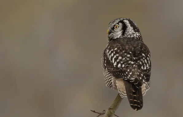 Picture eyes, branches, owl, wildlife