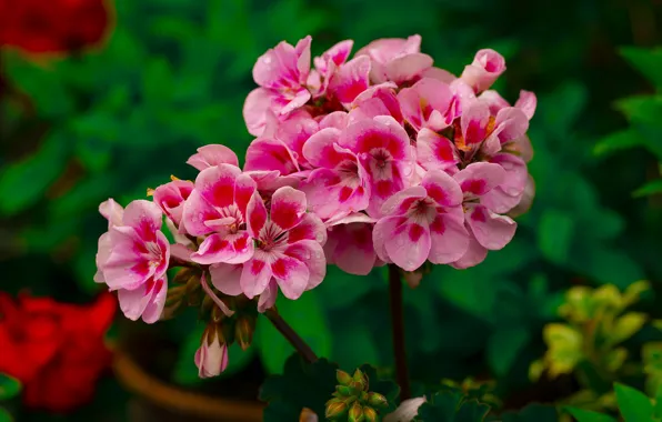 Picture flowers, water drops, bokeh