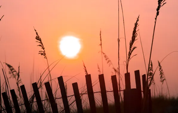 Picture grass, the sun, fog, pink, dawn, the fence, morning, fences