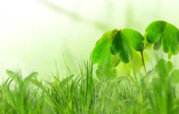 Picture greens, grass, spring, Bush